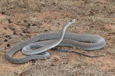 6 Fakta Tentang Mamba Hitam Spesies Ular Mematikan Di Dunia