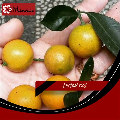 Jual Pohon Jeruk Lemon Cui Monde 60 70cm Mirwais Shopee Indonesia