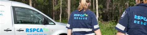 Kitten Rescue Story | RSPCA Queensland Animal Rescue Staff