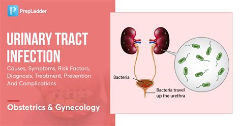 Urinary Tract Infection Causes Symptoms Risk Factors Diagnosis