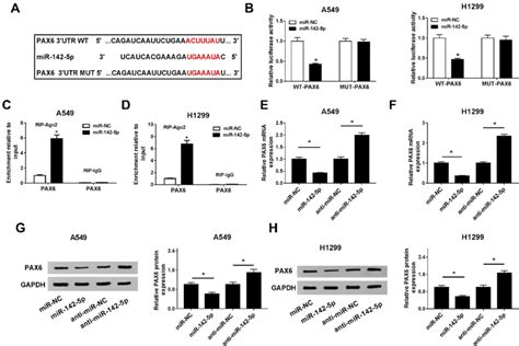 Pax Is A Target Of Mir P In Nsclc Cells A The Predicted