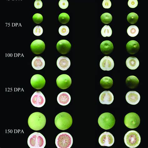 Developmental Stages Of Chuhong And Feicui Pummelo Citrus Maxima