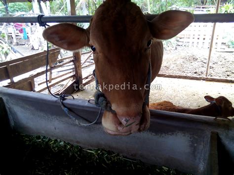 Penyakit Kulit Pada Sapi Dan Obatnya Data Dikdasmen