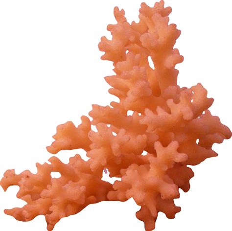 Download Coral Reef Png Download - Coral Transparent Background | Transparent PNG Download | SeekPNG