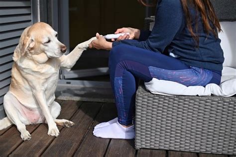 how to trim my dog's nails at home
