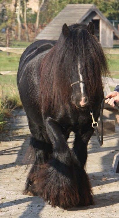 28 Irish Cob Horses Ideas Irish Cob Horses Beautiful Horses