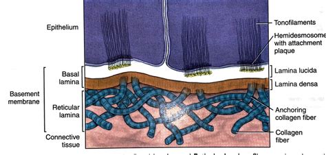 Basement Membrane Diagram Quizlet