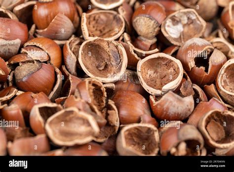 A Large Amount Of Hazelnut Shells With A Small Amount Of Hazelnut