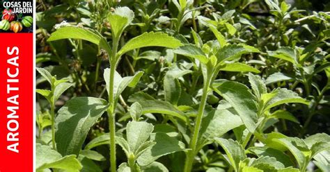 Guia Completa De Cultivo De Stevia Cosas Del Jardin