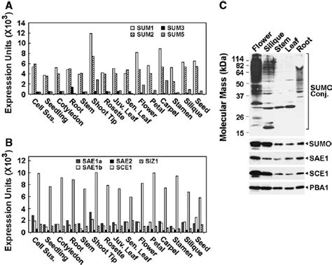 Tissue Specific Expression Of Sumo And Sumo Conjugating Enzymes A And