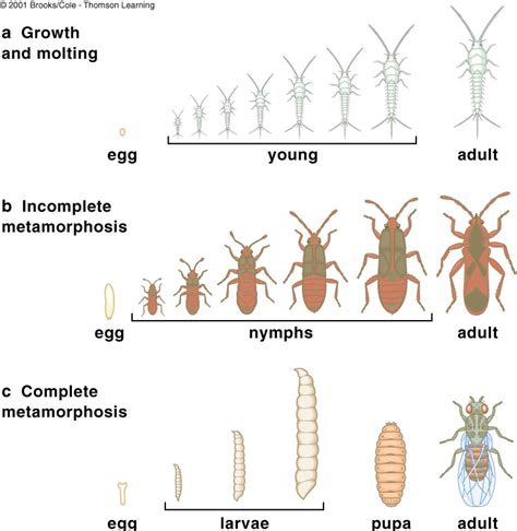 Insects