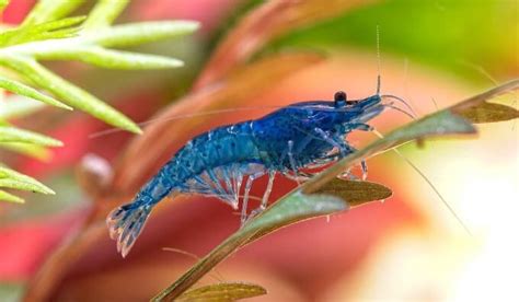 17 Types Of Freshwater Aquarium Shrimp You Need To See