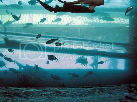 Curious Places: Aquarium water slide (Las Vegas/ Nevada)