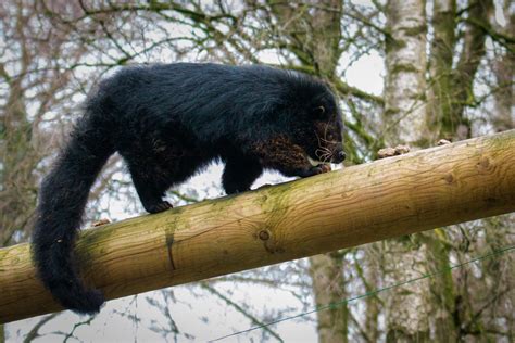 Palawan bearcat by DucoNdona on DeviantArt