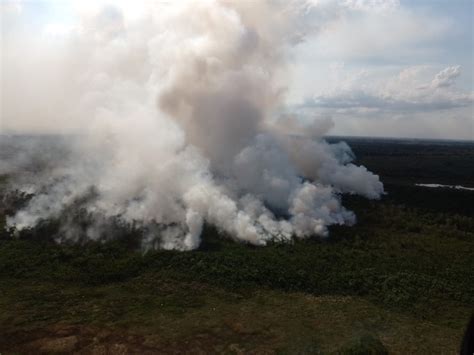 Incêndio consome 1 5 mil hectares de mata açaí nativo e ameaça