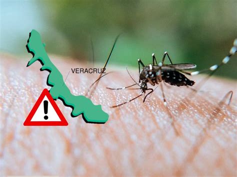 Se Agudizan Casos De Dengue En Veracruz Hay Más De 500 Contagiados