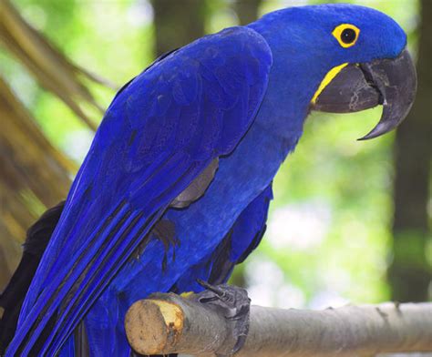 Purple Hyacinth Macaw