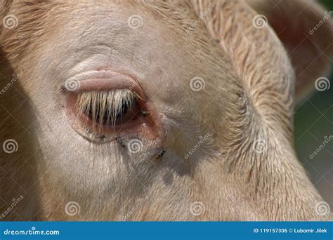 Beef Cattle Cows Close Up Of A Cows Eye Stock Photo Image Of