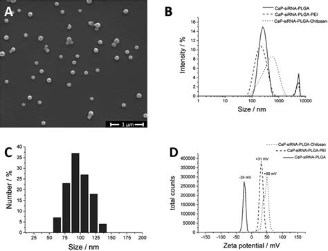 Calcium Phosphate Increases The Encapsulation Efficiency Of Hydrophilic