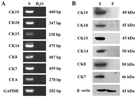 Isolation Culture And Phenotypic Characterization Of Human Sweat Gland