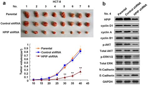 Knockdown Of Hpip Suppresses Crc Cell Growth In Nude Mice A Hct