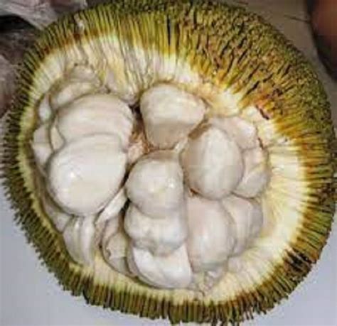 MARANG SEEDS FOR PLANTING Artocarpus Odoratissimus Lazada PH