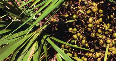 Finer Utilities for the Saw Palmetto Berries - Daily Nutrition News