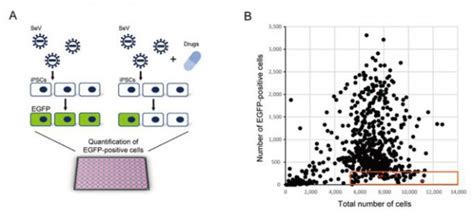 【朗報】ips細胞を活用して新型コロナウイルス抑制、京都大が最新研究を発表！rnaウイルスに共通して作用 情報速報ドットコム