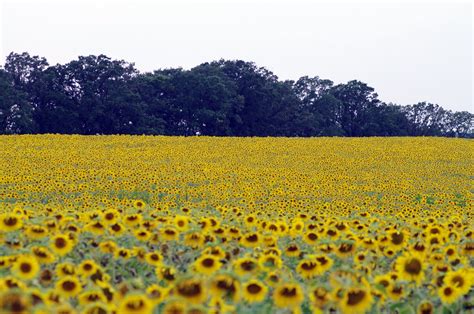 be yourself...everyone else is taken: sunflower fields forever.....