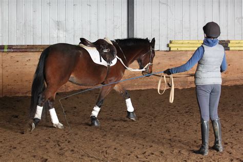 10 Tips To Lunge Like A Pro Ontario Equestrian