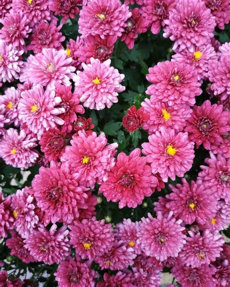 Chrysanthemum meaning, origins, and other interesting facts