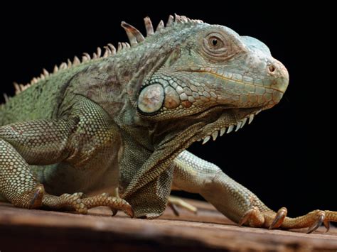 Breeding Iguanas Reptiles Magazine