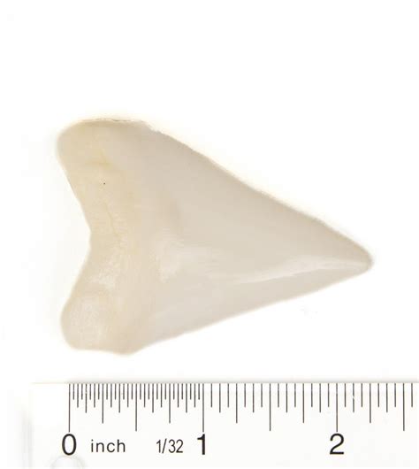Great White Shark Tooth Replica