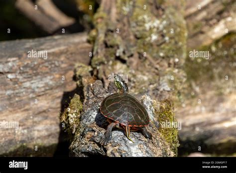 La Tortuga Pintada Chrysemys Picta Es La Tortuga Nativa M S Extendida