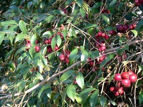 Plantfiles Pictures Australian Bush Cherry Australis Eugenia