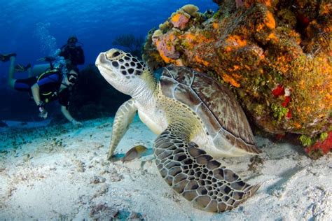 Scuba Diving In Mexico 7 Best Dive Destinations Wander Era