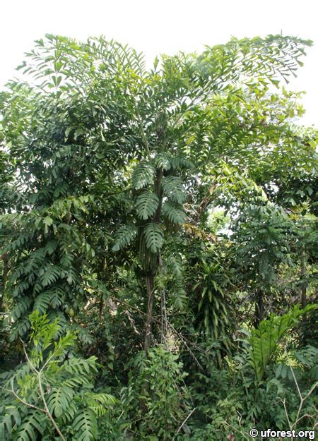 Common Fishtail Palm Caryota Mitis