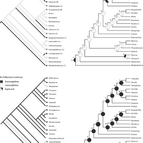 (PDF) Phylogeny of the Caryophyllales Sensu Lato: Revisiting Hypotheses ...