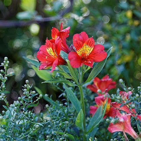 Alstroemeria X Hybrida Jardim Cor