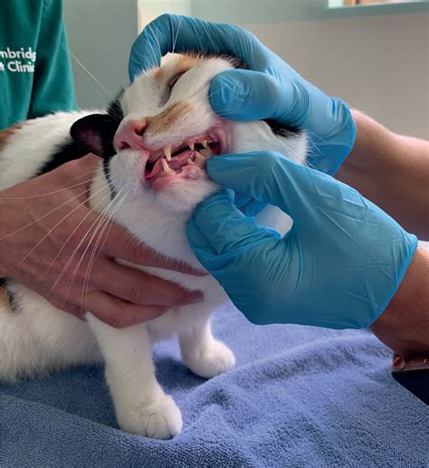 Cat Mouth Abscess Symptoms - Infoupdate.org