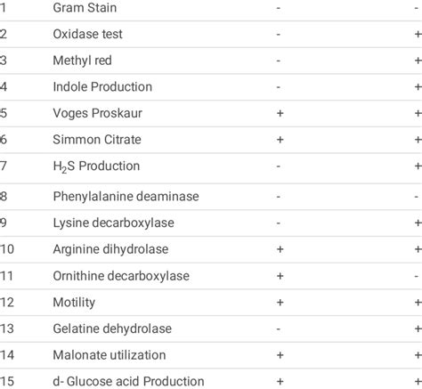 Microscopical And Biochemical Test Of Enterobacter Cloacae And