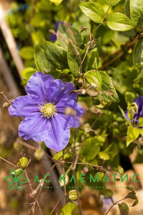 Купить Клематис Фуджимусуми (Fujimusume) — АС-Клематис