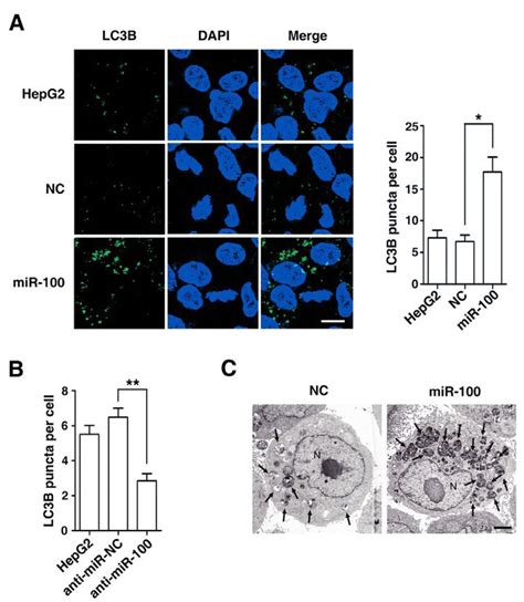 Morphological Examination Discloses The Autophagy Promoting Function Of