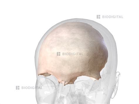 Frontal bone | BioDigital Anatomy