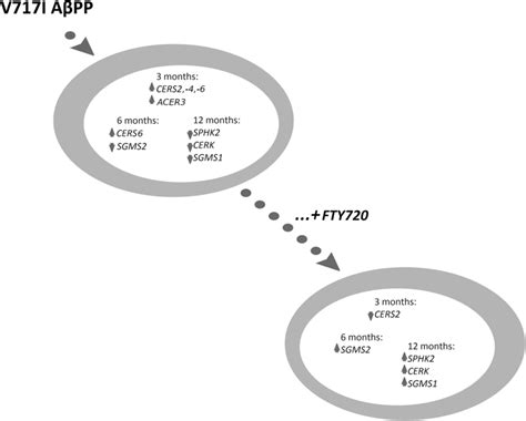 The influence of fingolimod FTY720 on Aβ AβPP altered sphingolipid