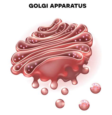 Golgi Apparatus Illustrations, Royalty-Free Vector Graphics & Clip Art ...