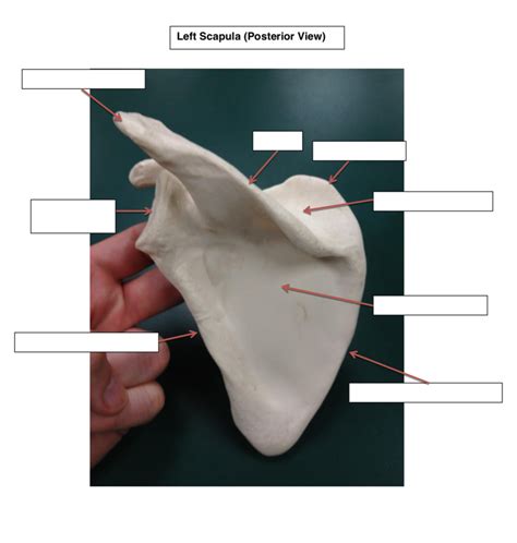 Left Scapula Appendicular Skeleton Lab Anatomy Diagram Quizlet