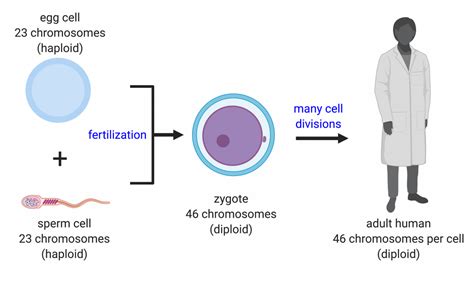 Cell Division And Genomic Dna College Biology I