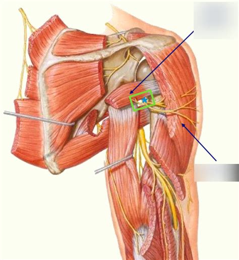 Diagram of Axillary nerve | Quizlet