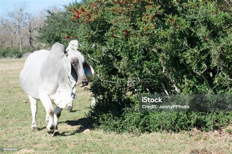 Brahma Cow Portrait Stock Photo - Download Image Now - Agriculture ...